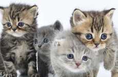 Charitable Cat Deliveries