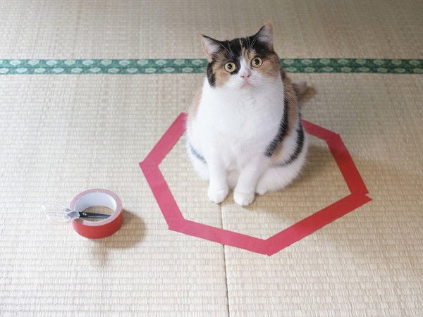 Top 35 Pets Ideas in November