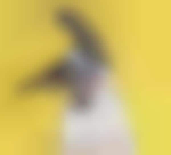 Shaking Puppy Portraits