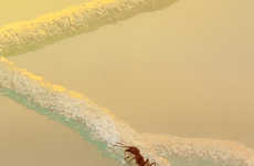 Insect Colony Fundraisers