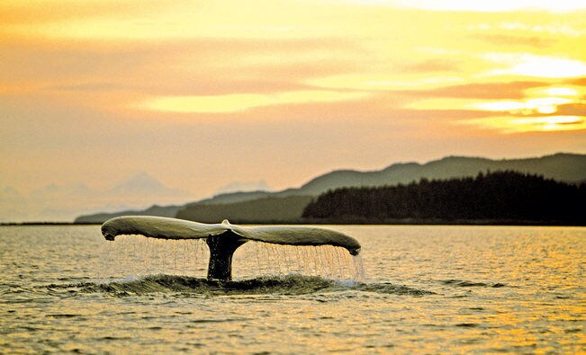 Alaskan Wildlife Expeditions