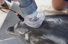 Determinant Dolphin Breathalyzers