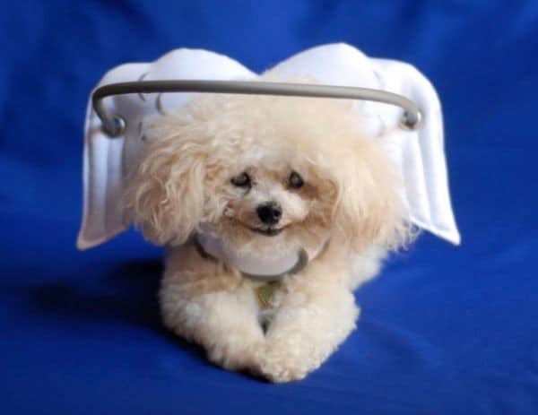 Blind Dog Accessories