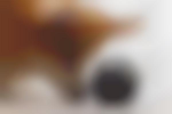 Rewarding Dog Toys