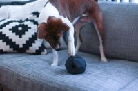 Rewarding Dog Toys Image 5