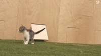 Stress-Reducing Cat Videos Image 8
