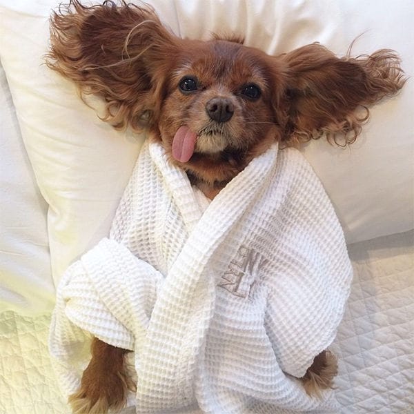 30 Social Media Pet Innovations