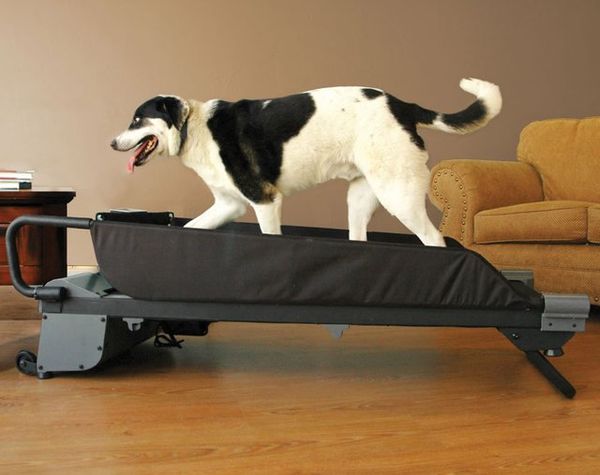 30 Gadget Gifts For Pet Owners