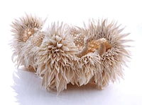 Fractal Pattern Ceramics Image 6