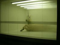 Caged Unicorn Depictions Image 2