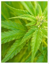 Hemp Protein Powders Image 3