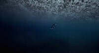 Surreal Scuba Diver Films Image 5