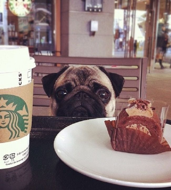 Canine-Centered Cafes