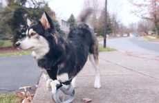3D-Printed Canine Prostheses