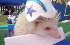Animal Superbowl Performances