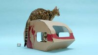 Sustainable Feline Homes Image 2