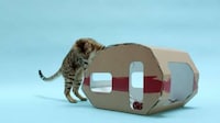 Sustainable Feline Homes Image 3