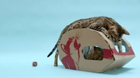 Sustainable Feline Homes Image 4