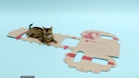 Sustainable Feline Homes Image 5