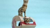 Sustainable Feline Homes Image 6
