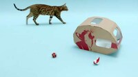 Sustainable Feline Homes Image 7