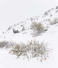 Crafty Camouflage Cabins Image 2