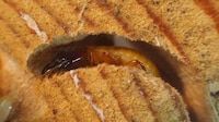Miniature Termite Farms Image 2