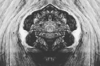Mirrored Monochromatic Landscapes Image 5