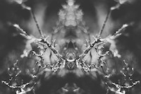 Mirrored Monochromatic Landscapes Image 6