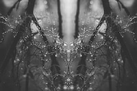 Mirrored Monochromatic Landscapes Image 8