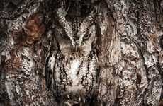 Camouflaged Owl Photography