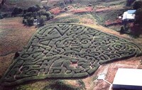 Crazy Corn Mazes Image 4