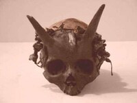 Anatomical Anomaly Art Image 4