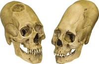 Anatomical Anomaly Art Image 6