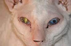 Freaky Felines