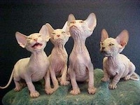Freaky Felines Image 2