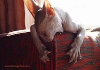 Freaky Felines Image 3