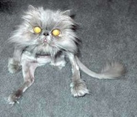 Freaky Felines Image 4