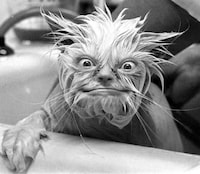 Freaky Felines Image 5