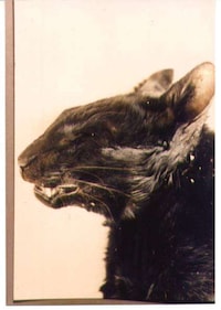 Freaky Felines Image 6