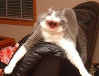 Freaky Felines Image 7