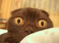 Freaky Felines Image 8