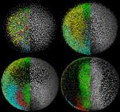 Google Earth for Embryos
