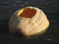 Floating Jack o