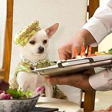 35 Luxuries For Dogs