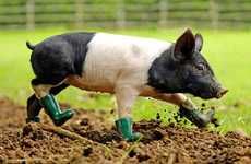 Rain Boots for Pigs