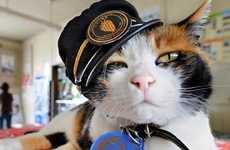 $10.6 Million Uniformed Cats