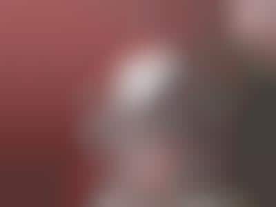 Animal Internet Memes