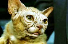 Yoda Cats