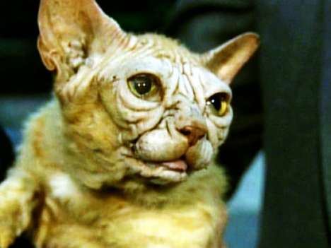 Yoda Cats